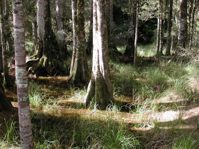 Kahikatea_with_submerged_roots_in_Arohaki_Lagoon