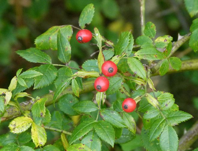 1280px-Aubépines_-_Loire_et_Cher_01