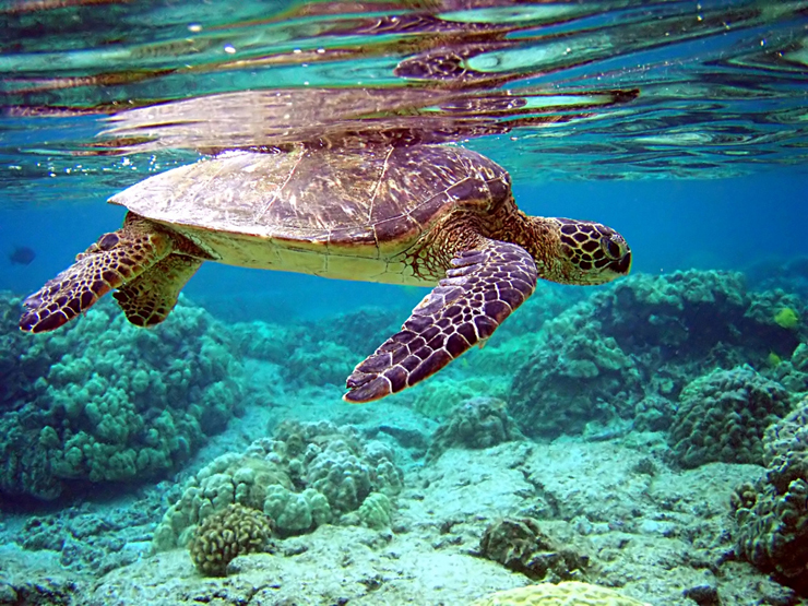 green-sea-turtle