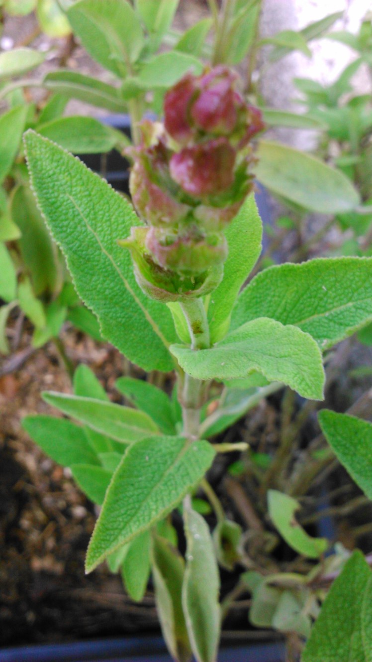 Sage blooming