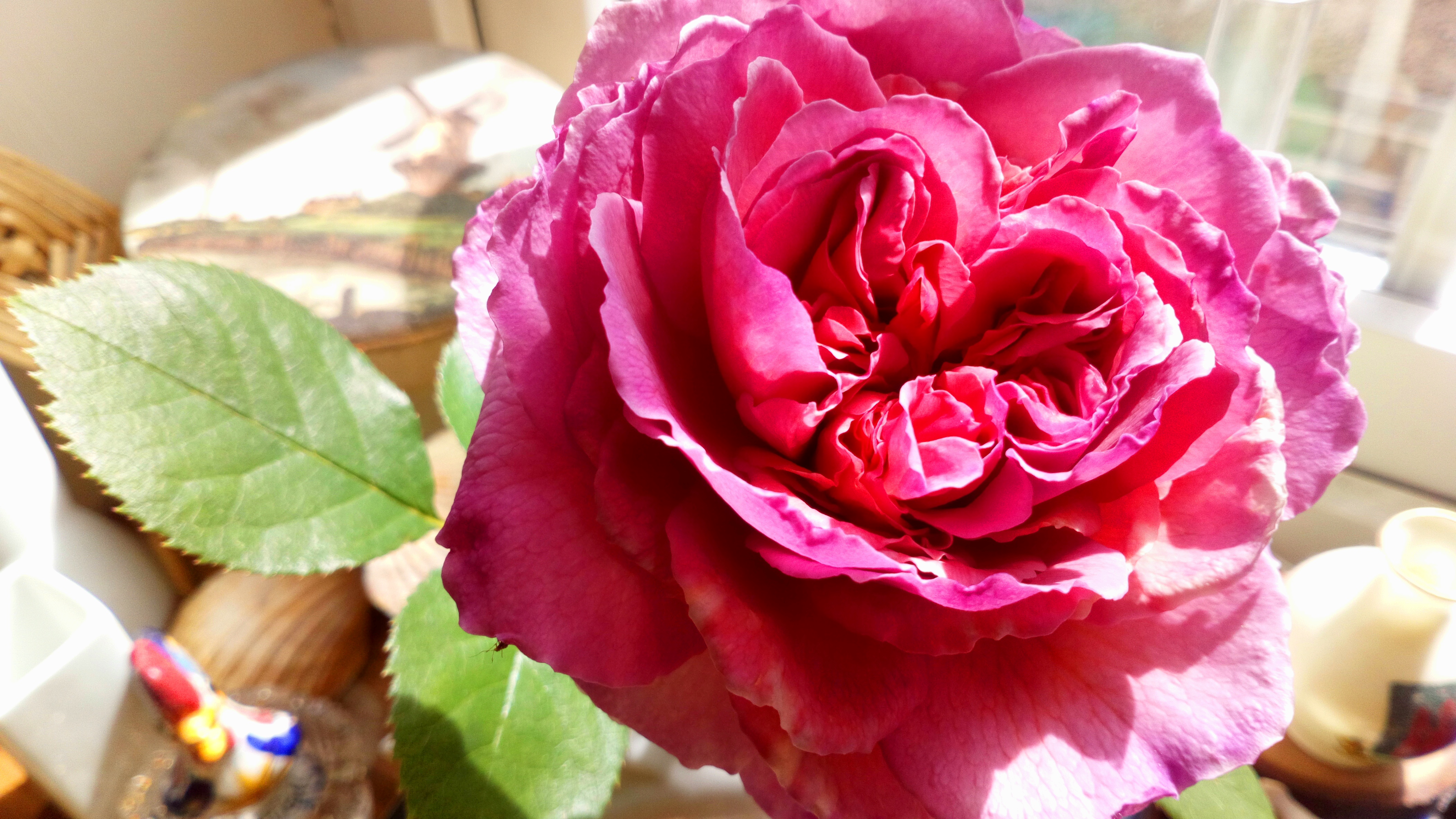 My French rose, by Andrea Connolly 